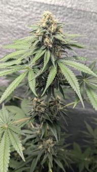 Papaya Zoap F1 Fast Version - картинка 3