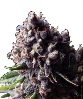 Auto Purple - картинка 5