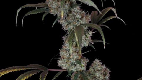 West Coast OG x Gelato Auto 41 - картинка 3