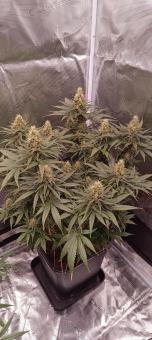 Ice Cream - картинка 4