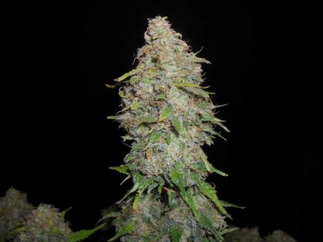 O.G Kush Auto - картинка 7