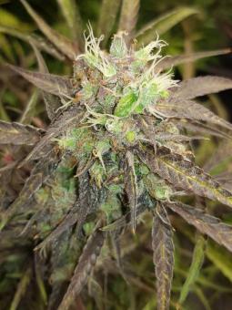 Purple Punch Auto - картинка 7