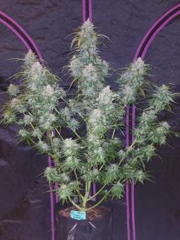 Pineapple Express Auto - картинка 5