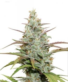 Auto Mokum's Tulip - картинка 7