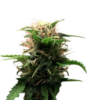 Lowryder autofem (IBL) - картинка 3