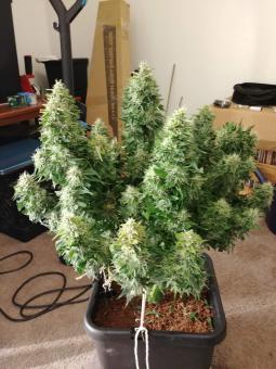 Auto Super Hash - картинка 3