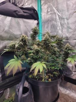 Tropicana Cookies FF - картинка 3