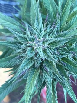 Himalaya Gold - картинка 1