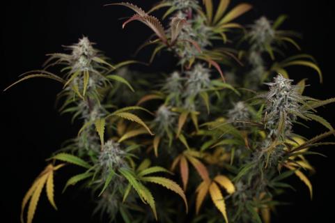 HighCloudZ Auto - картинка 4