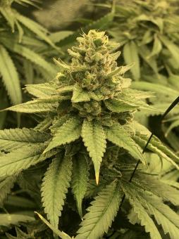 White Widow - картинка 2