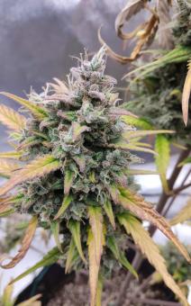 Purple Punch OG XL Auto® - картинка 2