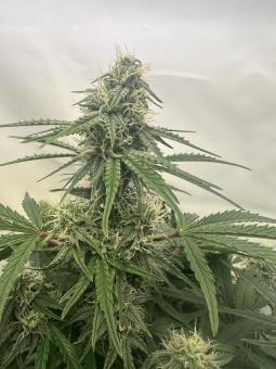 Sugarlato Auto - картинка 3