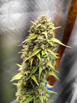 Classic XXXL Fem Mix - картинка 2