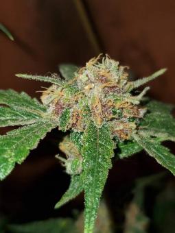 White Haze genetics - картинка 4