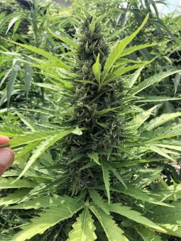 Auto Wappa - картинка 8