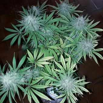 Cookies Kush - картинка 4