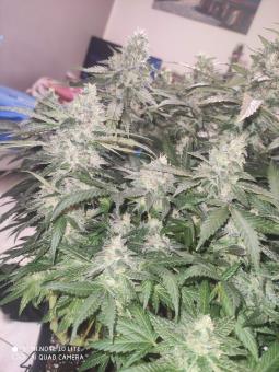 Sunset Paradise - картинка 5