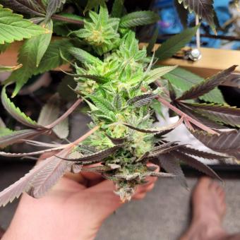 Purple #1 - картинка 7