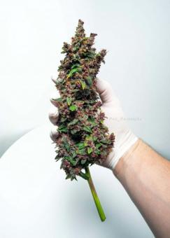 Buddha Purple Kush Auto - картинка 7