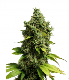 Auto Jack Herer genetics - картинка 1