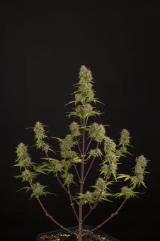 Superior XXL Auto Mix - картинка 5