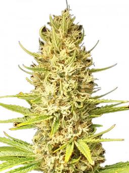 Cali Crasher - картинка 5