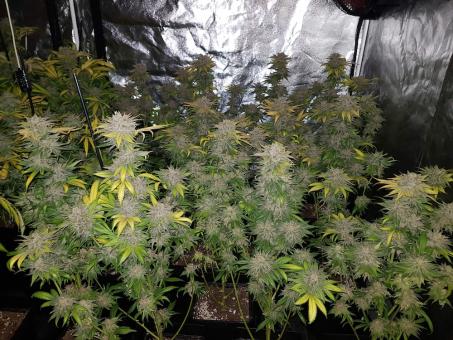 Mendocino Purple Kush - картинка 3