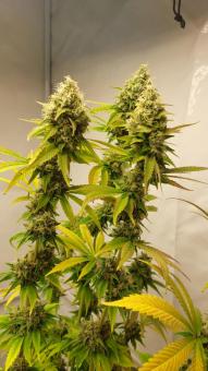 Wedding Cheesecake FF - картинка 4