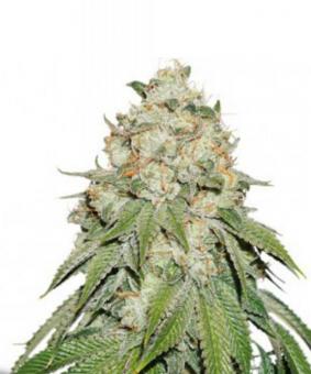 Banana Blaze - картинка 1