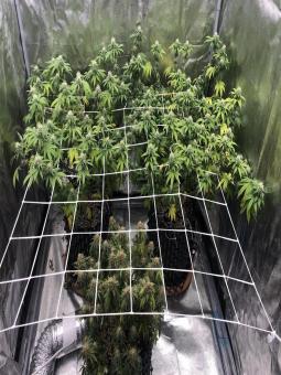 The Palmar Auto - картинка 2