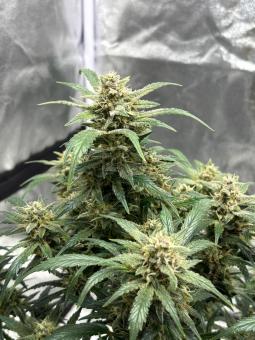 Purple - картинка 2