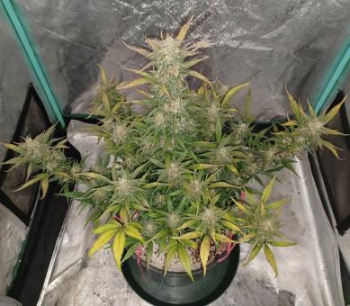 BubbleGum Auto - картинка 6