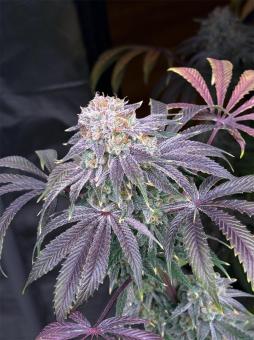 Lemon Mandarin - картинка 3