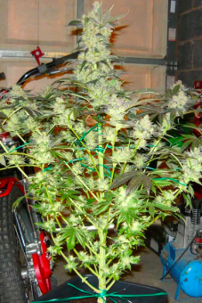 King’s Kush Auto - картинка 2