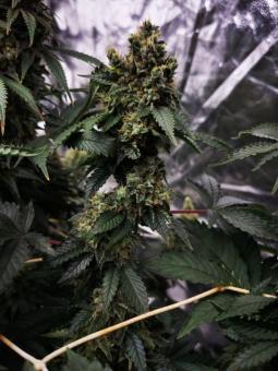 Tropical Tangie - картинка 4