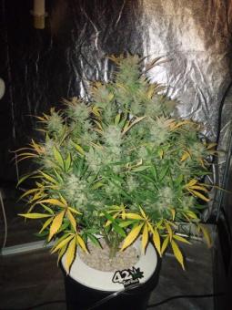 White Widow XXL Auto - картинка 3