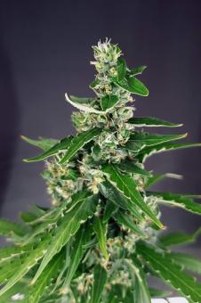 Critical Neville Haze 2.0 - картинка 4