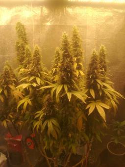 White Widow Auto - картинка 6