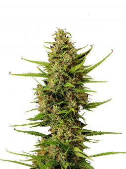 Tropical Zmoothie - картинка 3