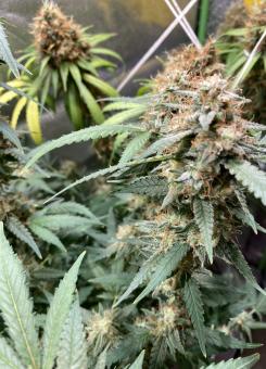 Auto Shark - картинка 6