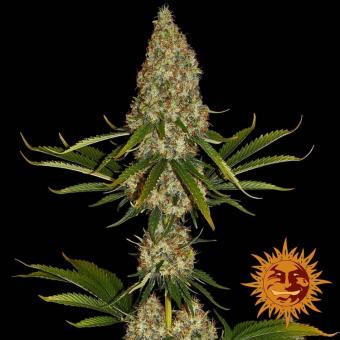 Strawberry Lemonade - картинка 3