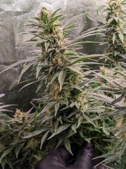 Moby Dick - картинка 2