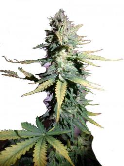 Pandora Auto - картинка 2