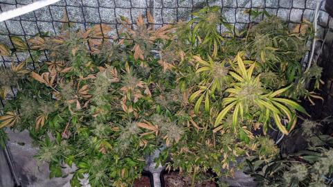 Super Hash - картинка 6