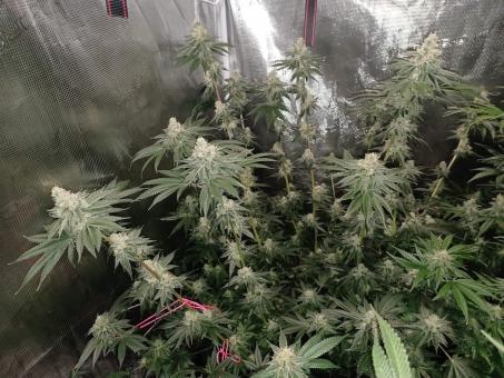 Ice Cream - картинка 1