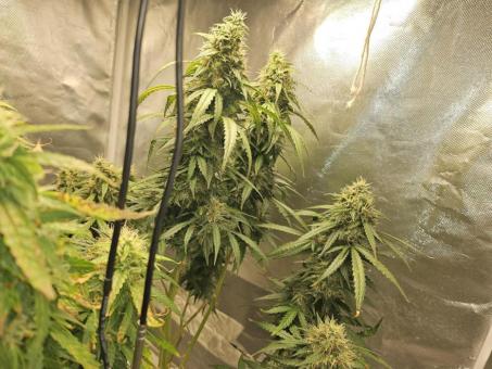 AK74 Fast - картинка 3