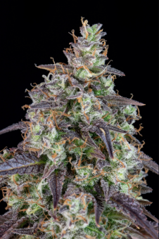 Lemon Pie Auto - картинка 2