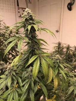 Big Yeti - картинка 2