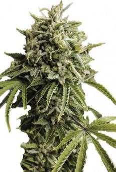 Vertigo Auto - картинка 9