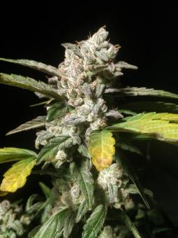 Negra44 - картинка 2